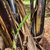 Large Banana Fiber Elephant Safari Animal Sculpture